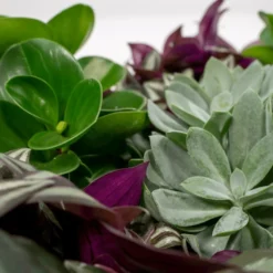 Box 6 Plantes D'intérieur - H20cm, ø12cm - Plantes D'intérieur 7 Box 6 Plantes D'intérieur - H20cm, ø12cm - Plantes D'intérieur -Draußen Leben 983a3b72228d5787