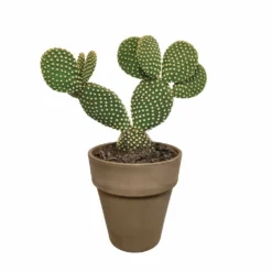 Opuntia Microdasys Et Son Cache-pot Marron - H40cm, ø17cm - Plante D'intérieur 9 Opuntia Microdasys Et Son Cache-pot Marron - H40cm, ø17cm - Plante D'intérieur -Draußen Leben a5b5547e6fb3b690