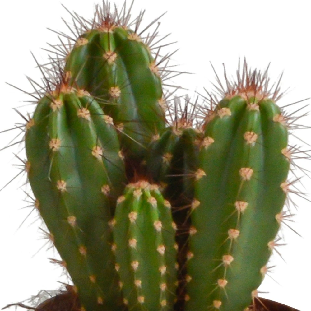 Cactus, Box De 3 Plantes - H15cm, ø10,5cm - Plantes D'intérieur 5 Cactus, Box De 3 Plantes - H15cm, ø10,5cm - Plantes D'intérieur – Image 5