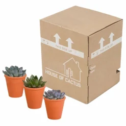 Echeveria Et Leurs Caches-pots Terracotta, Box De 3 Plantes - H12cm, ø9,5cm - Plantes D'intérieur 7 Echeveria Et Leurs Caches-pots Terracotta, Box De 3 Plantes - H12cm, ø9,5cm - Plantes D'intérieur -Draußen Leben b844b44b7419e9dd