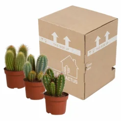 Cactus, Box De 3 Plantes - H15cm, ø10,5cm - Plantes D'intérieur 7 Cactus, Box De 3 Plantes - H15cm, ø10,5cm - Plantes D'intérieur -Draußen Leben d459fa507b1fa377