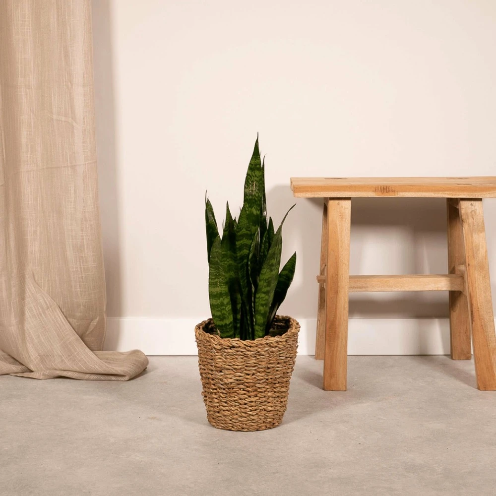 Sansevieria Zeylanica - H55cm, ø14cm - Plante D'intérieur Sans Entretien 2 Sansevieria Zeylanica - H55cm, ø14cm - Plante D'intérieur Sans Entretien – Image 2