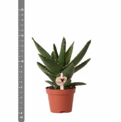 Aloe Brevifolia - H14cm, ø6cm - Plante D'intérieur Facile D'entretien -Draußen Leben e4866a2fa84e2daf