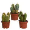 Cactus, Box De 3 Plantes - H15cm, ø10,5cm - Plantes D'intérieur